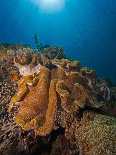 istock Leather coral, Lederkoralle (Alcyoniidae) 1203895220