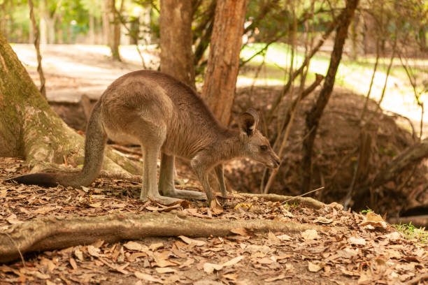 кенгуру сидит в тени - wallaby kangaroo australia northern territory стоковые фото и изображения