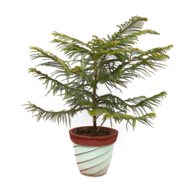 Norfolk Island Pine plant tree potted in flower pot isolated on white background Norfolk Island Pine plant tree potted in flower pot isolated on white background araucaria heterophylla stock pictures, royalty-free photos & images