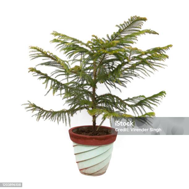 Norfolk Island Pine Plant Tree Potted In Flower Pot Isolated On White Background Stock Photo - Download Image Now