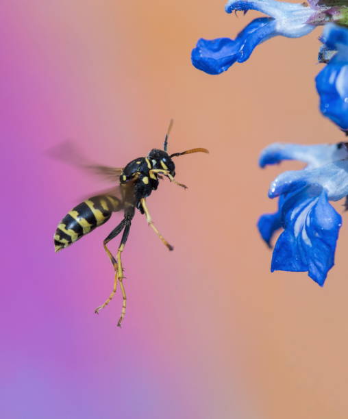 vespa - insect animal eye flower flower head foto e immagini stock