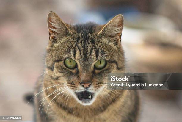 Portrait Of A Watching Cat Stock Photo - Download Image Now - Animal, Animal Body Part, Animal Eye