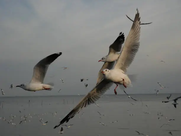 Photo of Seagall on the sky