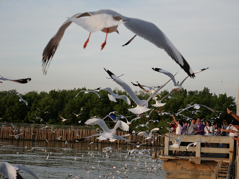 Samut Prakarn, Thailand-January 2, 2020: Migratory seagulls escaping the winter from different parts of the world in Thailand. The place is located at Bangpu Recreational Center. Many tourists visit the place.