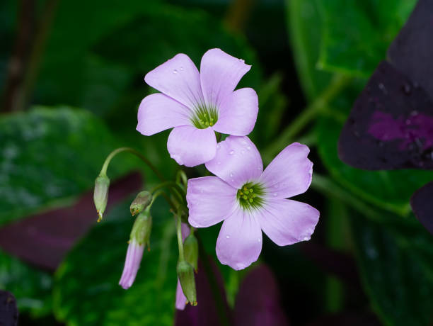 istock Close up Purple shamrock flower 1203899994