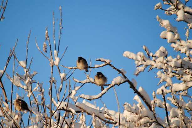 istock Three Little Cute Birds (Sparrows) During Cold  Winter Weather Perched on Snow Covered Trees With a Blue Sky background 1203900082
