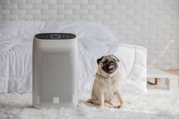 dog pug breed and air purifier in cosy white bed room for filter and cleaning moving dust pm2.5 hepa in home, for fresh air and healthy life, air pollution concept - air conditioner photos et images de collection