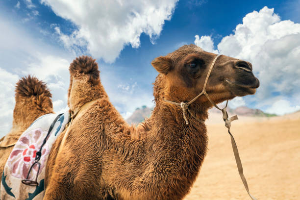 istock A desert camel with two jumps waking in the sand 1203902167