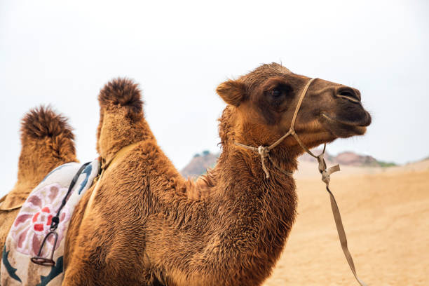 istock A desert camel with  jumps waking in the sand 1203902204