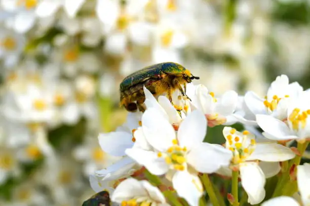 Photo of Cetonia aurata, Rose chafer or the green rose chafer on white flowers of Choisya ternata or Mexican orange blossom. Spring flowering garden.