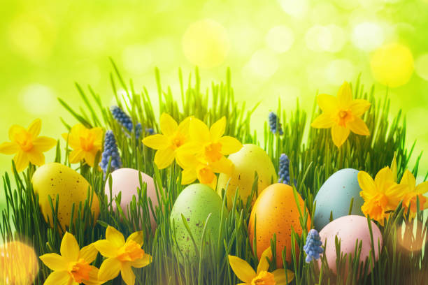 Spring background with Easter eggs in green grass and daffodil flowers. Spring background with Easter eggs in green grass and daffodil flowers in sunlight bokeh. april stock pictures, royalty-free photos & images