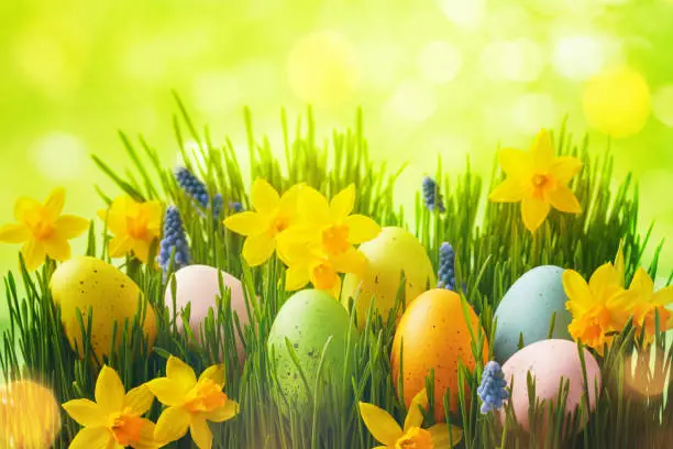 Spring background with Easter eggs in green grass and daffodil flowers in sunlight bokeh.