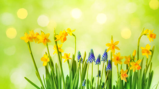 istock daffodil and muscari flowers. Sunny gardening composition. 1203906996