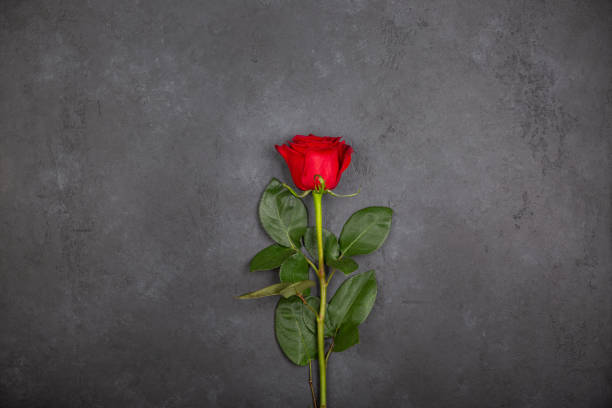 istock Beautiful red rose flower on a black background. Top view, flatlay, copy space. 1203907006