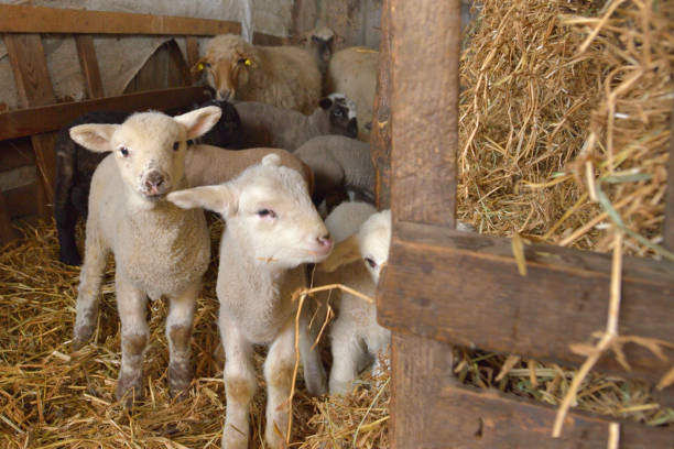 ягнята и овцы в конюшне в весеннее время - sheeps through time стоковые фото и изображения