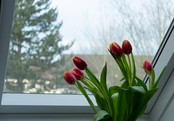istock Red and yellow tulips sitting in front of a cold window 1203912131