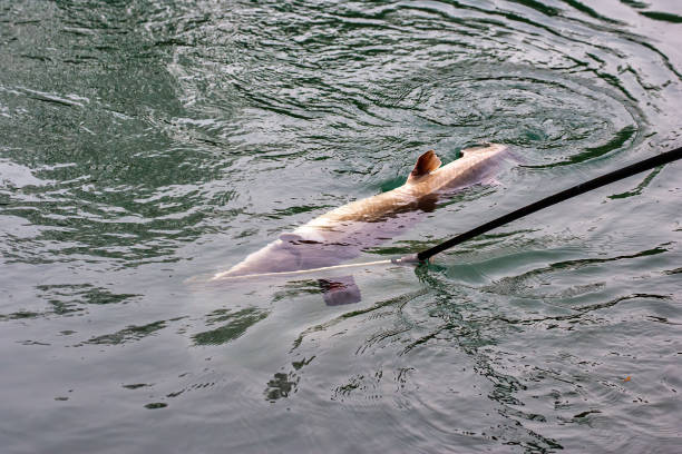 istock fishing sturgeon in a little lake 1203914654