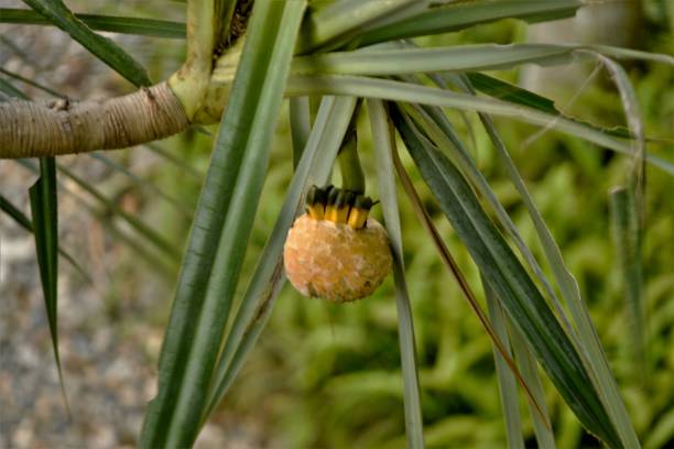 istock Single bulb fruit hanging from the branch of a tree in Cairns Australia 1203915520