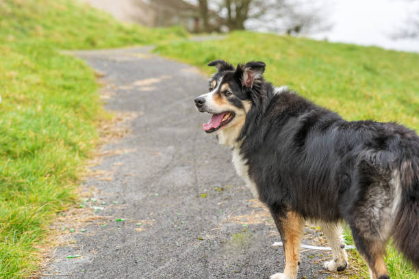 istock Border collie standing in countryside 1203915634