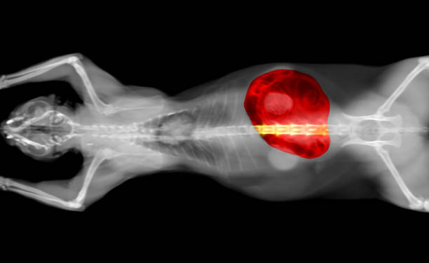 tomografía computarizada de una radiografía del intestino delgado del gato - cat scan abdomen medical scan x ray fotografías e imágenes de stock