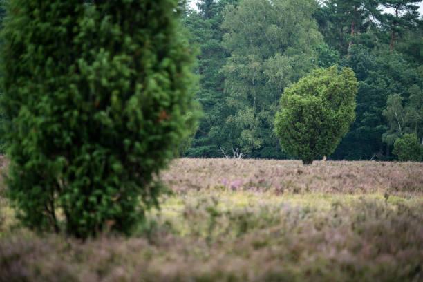 istock Flowering heath in the Luneburg Heath, Germany 1203917094