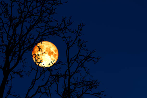 vollwurm mond zurück auf silhouette pflanze und bäume am nachthimmel - full moon moon lunar eclipse red stock-fotos und bilder