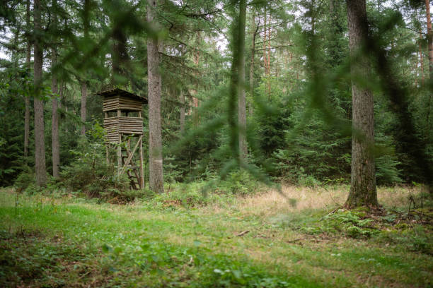 wysokie miejsce w lesie mieszanym, niemcy - hunting blind zdjęcia i obrazy z banku zdjęć