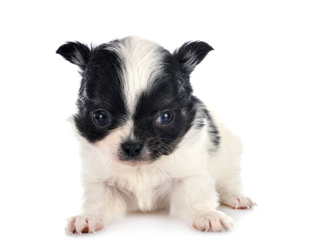 istock little chihuahua 1203918095