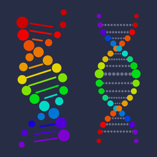 illustrations, cliparts, dessins animés et icônes de affiche de nucléotides de chaîne d'acide deliribonucléic d'adn - deoxyribonucleic