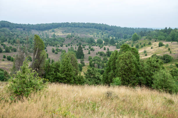 istock Juniper trees in the Luneburg Heath, Germany 1203918516