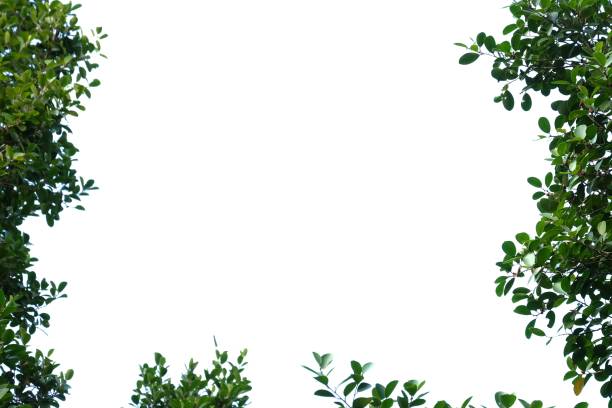 istock Tropical tree leaves with branches on white isolated background for green foliage backdrop 1203918791