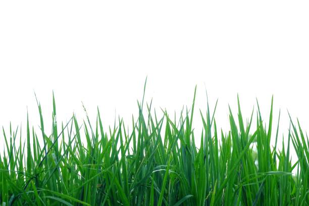 istock Wild grass plant leaves on white isolated background for green foliage backdrop 1203919618