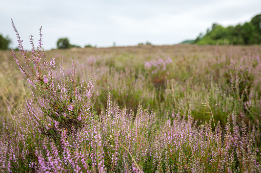 Luneburg Heath, Germany: Flowering heath and juniper trees in the Luneburg heath on a cloudy day.