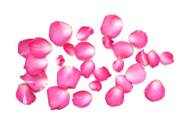 istock In selective focus a group of sweet pink rose corollas on white isolated background 1203920004