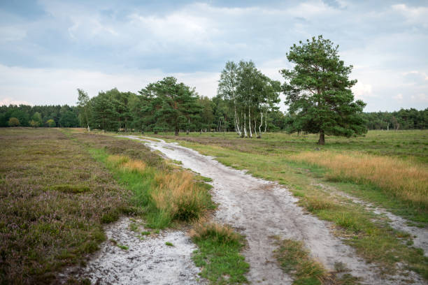 Way through flowering heath in the Luneburg Heath, Germany
