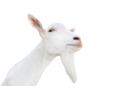 Beautiful, cute, young white goat isolated on white background. Farm animals. Funny goat with a long beard portrait isolated on white