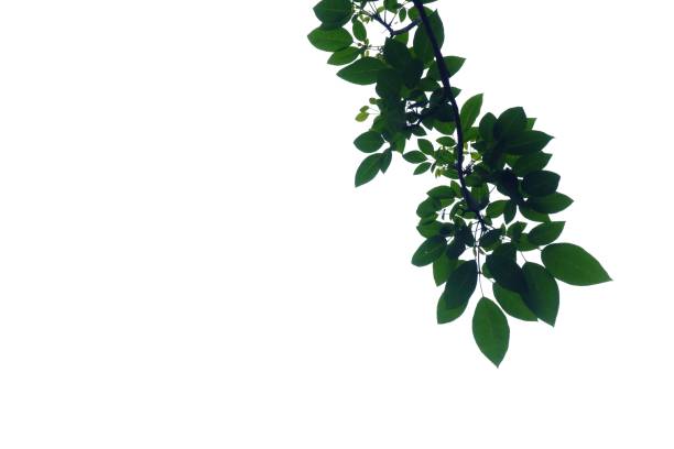 istock Tropical tree leaves on white isolated background for green foliage backdrop 1203921155
