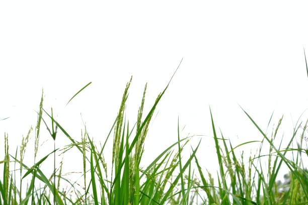 Wild grass plant leaves on white isolated background