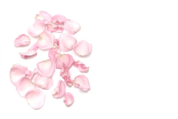 istock In selective focus a group of sweet rose corollas on white isolated background 1203921249