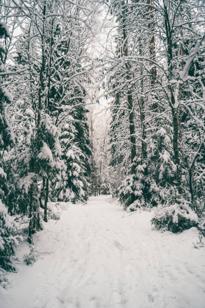 istock Trees strewn with snow in the winter forest. 1203923071