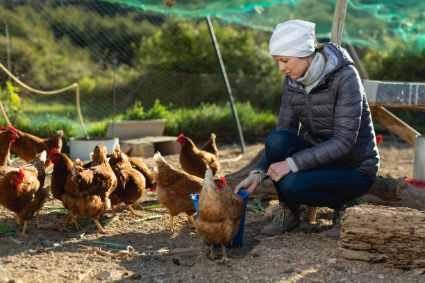 istock Female farmer feeding chickens 1203924356