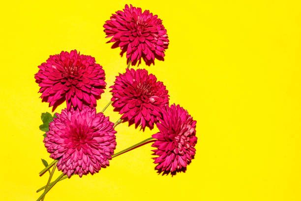 istock Magenta chrysanthemum flower on yellow background. 1203925392