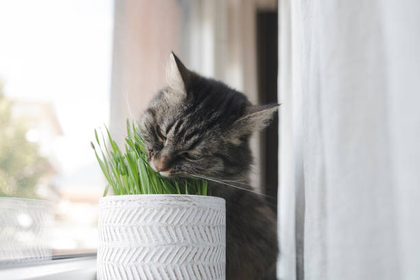 istock Cute cat eating fresh catnip in a pot 1203927213