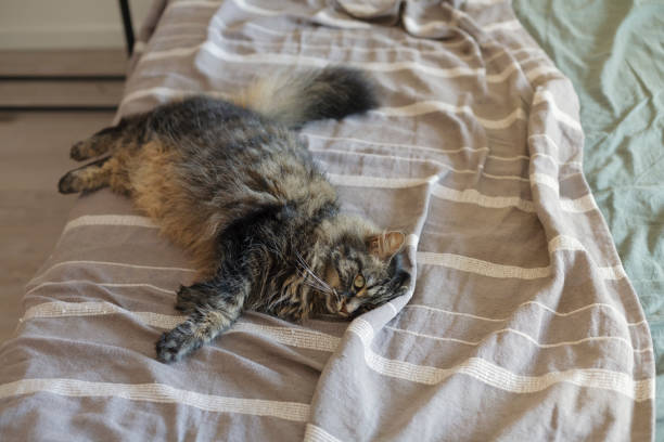 istock Cute cat lying on the bed at home 1203927263