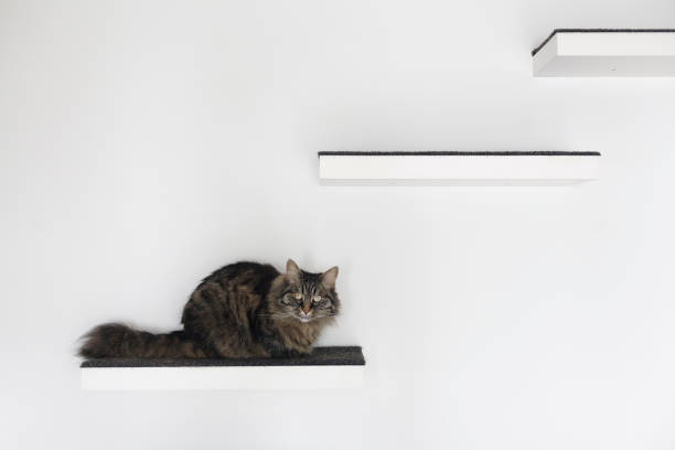 Beautiful long hair cat lying on a shelf at home and looking at camera