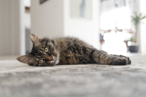 istock Beautiful cat lying on a carpet at home 1203928272