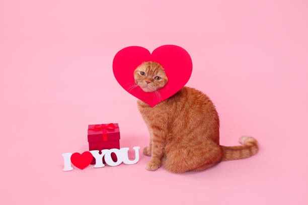 istock British Cat in red heart . Valentine's Day concept 1203929672