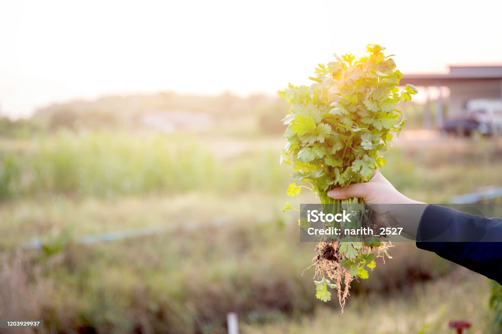 Fresh organic vegetable coriander or cilantro bunch in farm, harvest and agriculture for healthy food, hand holding coriander. Cilantro Stock Photo