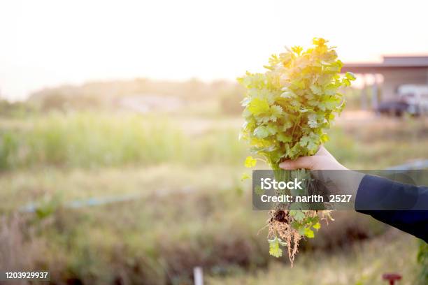 Fresh Organic Vegetable Coriander Or Cilantro Bunch In Farm Harvest And Agriculture For Healthy Food Hand Holding Coriander Stock Photo - Download Image Now
