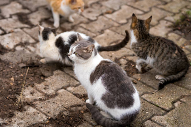 istock Stray cats eat as a group. Feeding stray cats. Food war 1203930118